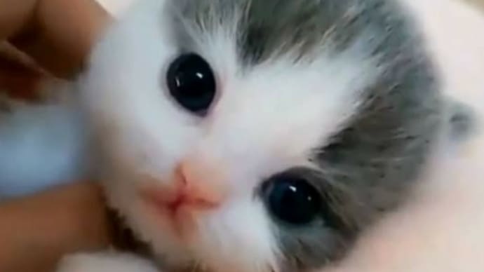 さてと🐱💖