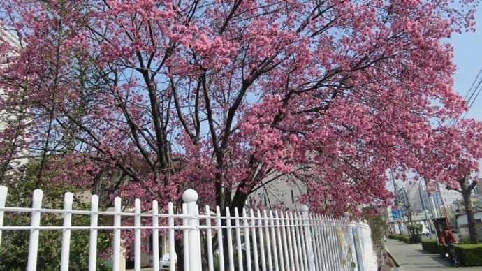 桜が満開を迎えています!