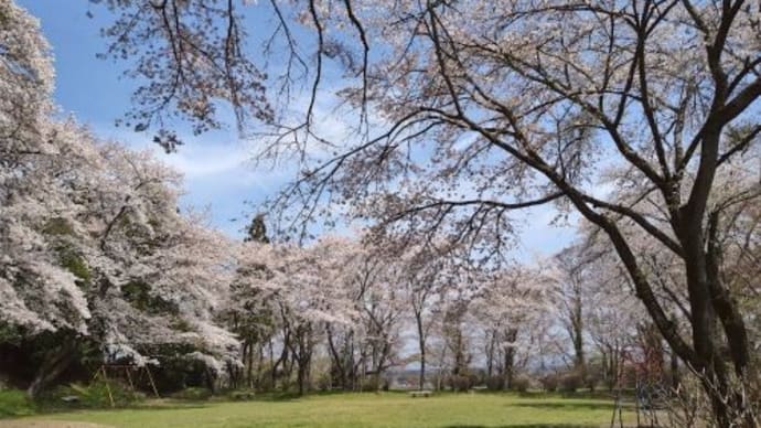 佐久山 御殿山公園の桜 2024/4