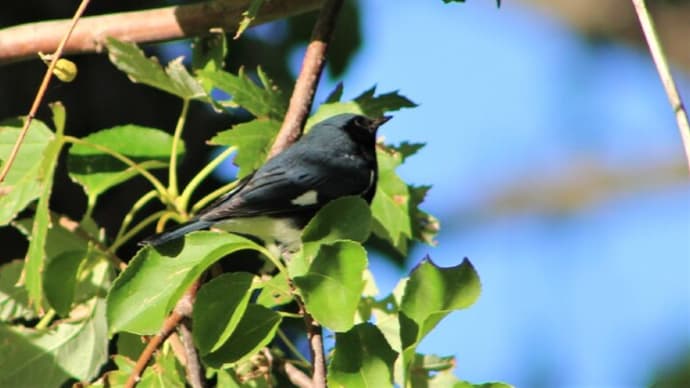 ノドグロルリアメリカムシクイ　BLACK-THROATED BLUE WARBLER