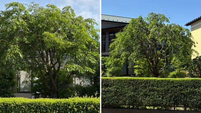 垂れ桜がしだれないで横や上に枝が伸びてしまっているとご相談頂き垂れ桜剪定作業