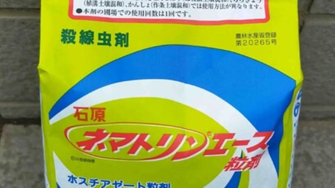 カボチャの植え替えをしました