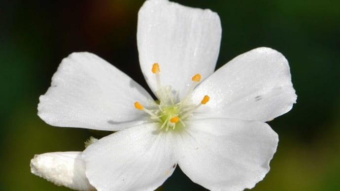 鉢植えの食虫植物(3)「 ヨツマタモウセンゴケ」
