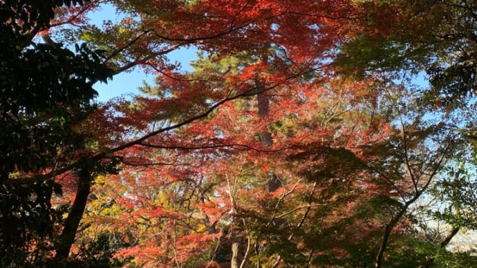 等々力不動尊様の紅葉