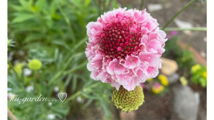 美しいスカビオサと今日の薔薇