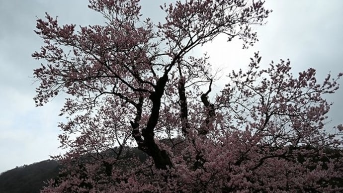 清水（高島市）の 桜
