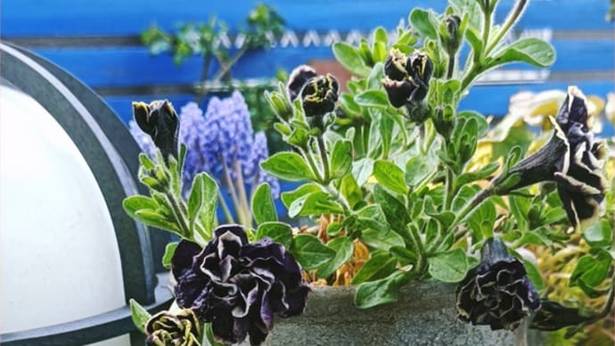 冬越しペチュニア＊菊の切り戻しとフロックスの種蒔き