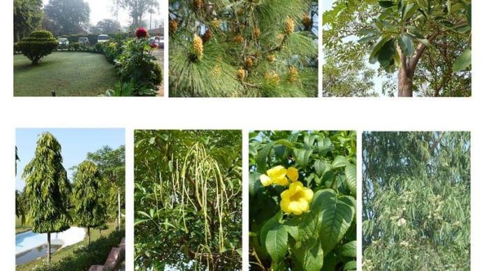 旅先に見る世界の植物園_5(北インド) -2014.3.3~3.5-