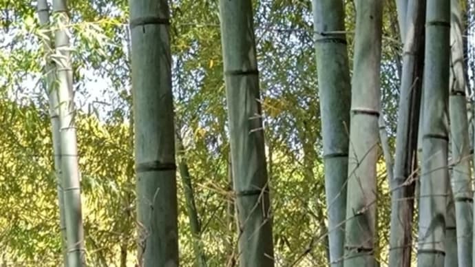 人差し指が栞(しおり)