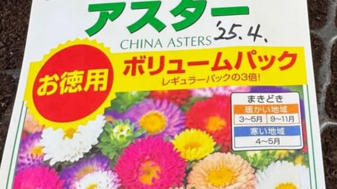 お盆用切り花「アスター」の種まき