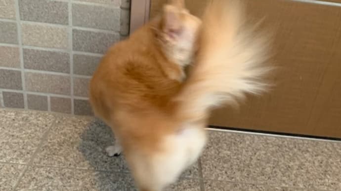 今日のことちゃんと先週のかあちゃん。
