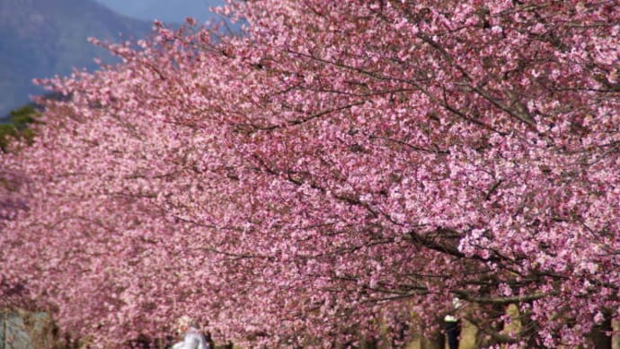 美和桜(河津桜)が見頃 2021