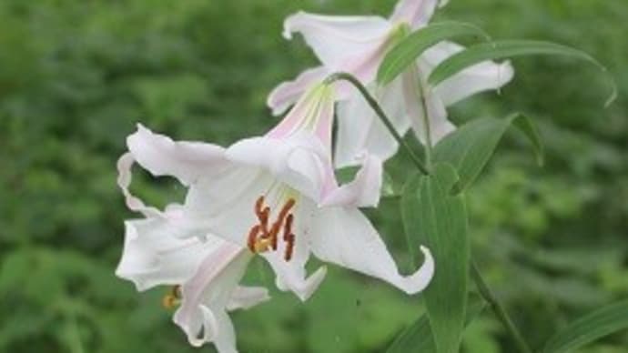 ゆり香る花回廊へ