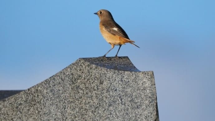 亀山公園の野鳥