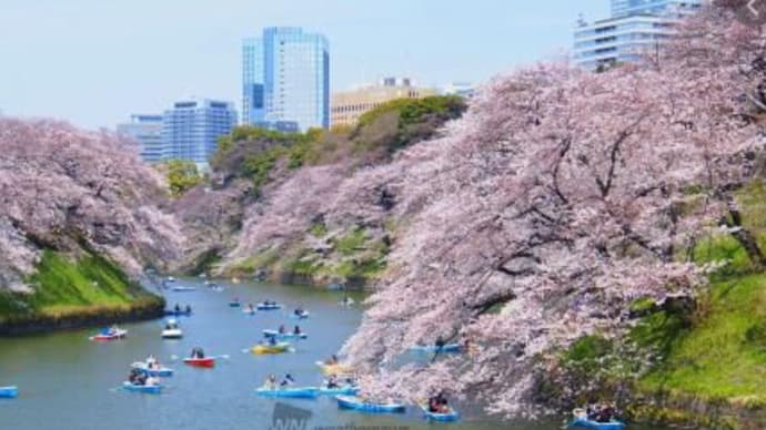 2021年千鳥ケ淵 櫻花が満開