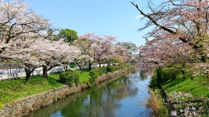 お花見part3🌸(ノ^∇^)ノ🌸