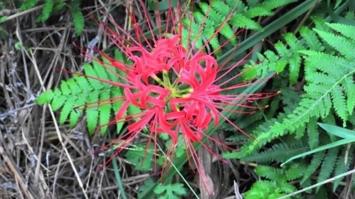 彼岸花の咲く季節
