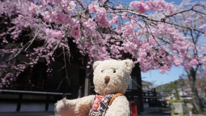 桜の次はツツジの花…岩倉「妙満寺」。江戸時代に人気の雪月花の庭のひとつ「雪の庭」
