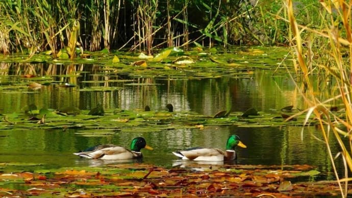 マガモ・玉泉館跡地公園