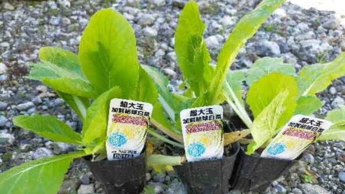 白菜の苗を買ってきて植えました