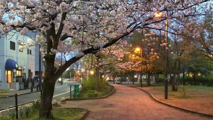 ソメイヨシノは満開だけど、千葉のお天気はパッとしないわ