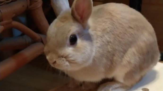 うさぎ学長!わちゃまる君!(その223)ちょっと寒い