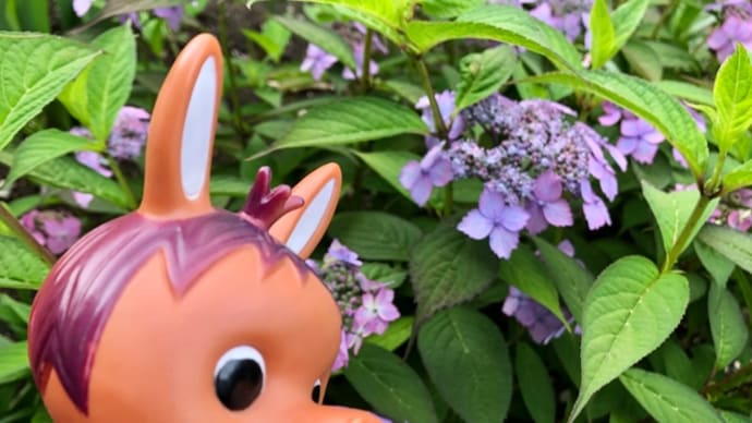 ロバくんと額紫陽花
