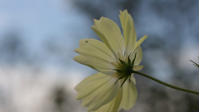 秋桜 〈コスモス・イエローキャンパス〉
