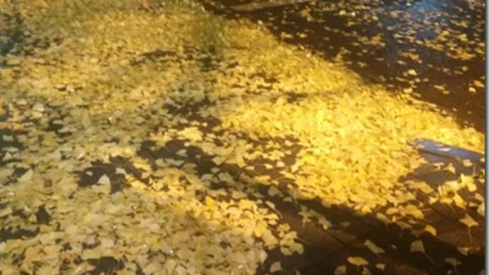先日の雨で