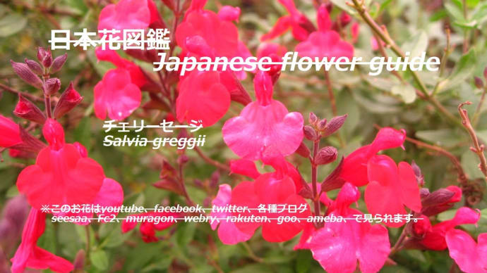 宙に浮く赤地蔵?!"Red Jizo" floating in the air? !!