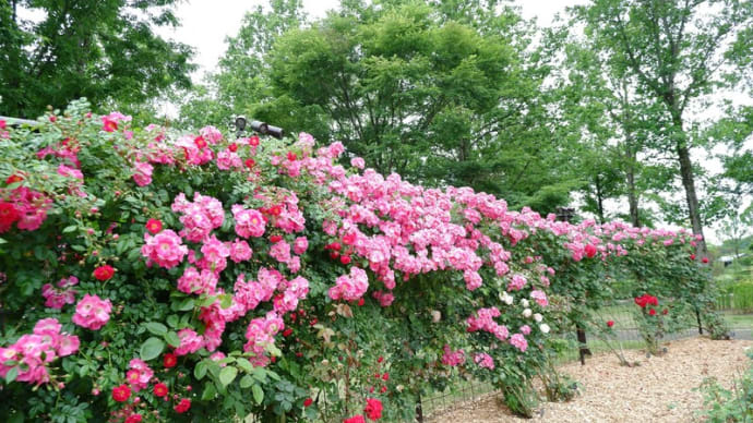 とっとり花回廊の薔薇