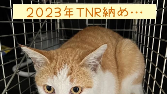 猫活記録_φ(・_・