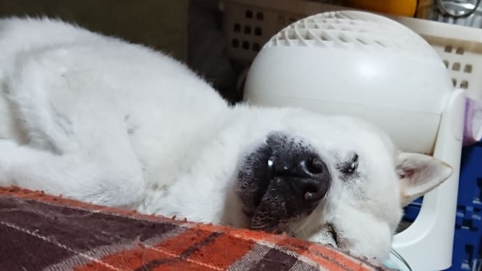 敏感肌の紀州犬