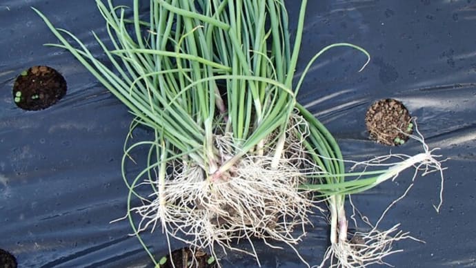 早生湘南レッドの定植と白菜ほまれの極みの様子