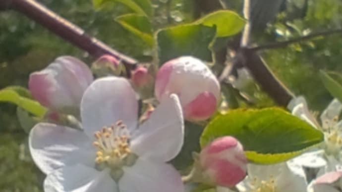 りんごの花色々