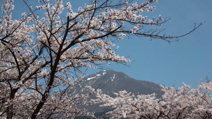 福島桜巡り　磐梯山牧場の桜並木　ラスト