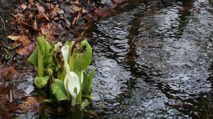 水芭蕉の春1