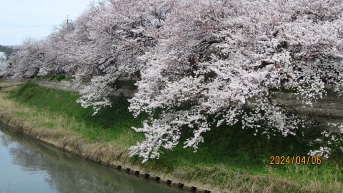 鳥取市の桜の名所「袋川土手」も満開近し