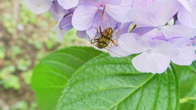 紫陽花にカミキリムシ