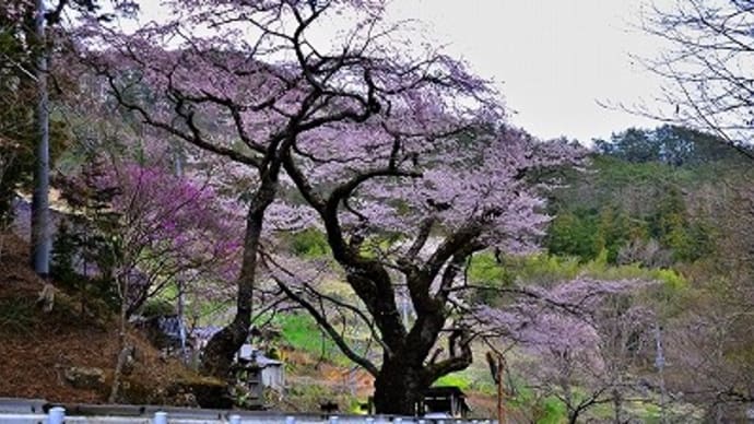 膝立の天王桜