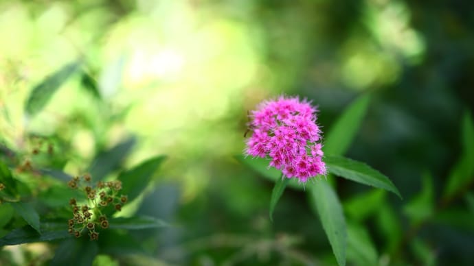 朝の花 EOSRP RF35mmF1.8