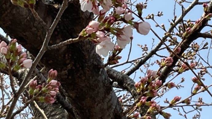 城南荘の桜2022 カラーリングで 白髪をカバー