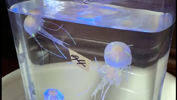クラゲが泳ぐ、、