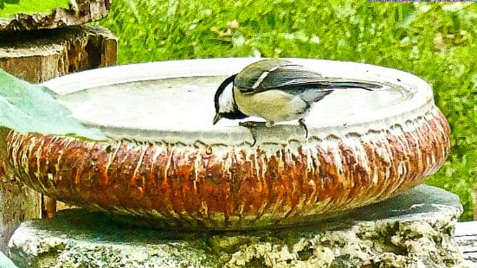 我が猫額庭園に設置したバードバスで、シジュウカラが水を飲んでいます