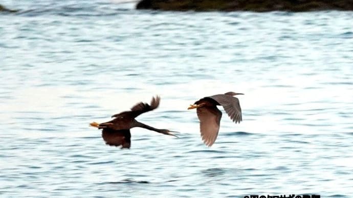 09/08探鳥記録写真：狩尾岬の鳥たち①（2羽のクロサギの飛翔、）