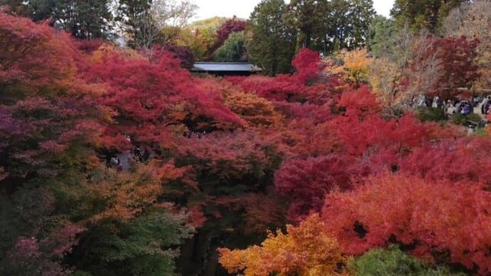 紅葉燃ゆる京都 ♪