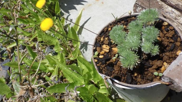 この木なんの木気になる木?この花なんの花気になる花?、、、、、の巻き。