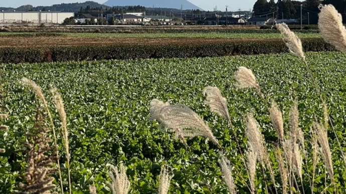 ベス🐕🦺は、シャンプーデー・・・散歩の後の一仕事