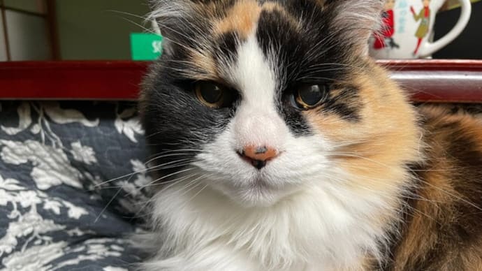 膝乗り猫