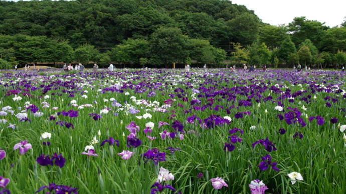 北山公園 花菖蒲